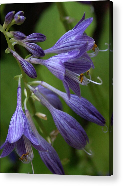 Landscape Acrylic Print featuring the photograph Purple Flowers by Chauncy Holmes