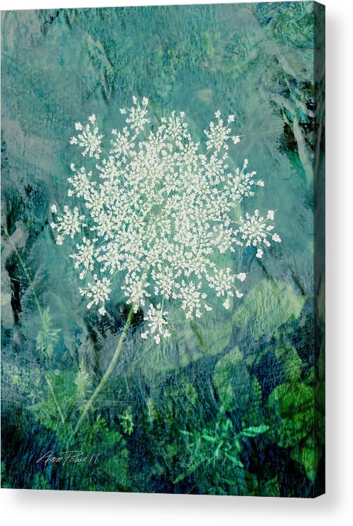 Flower Acrylic Print featuring the digital art Queen Anne's Lace by Ann Powell