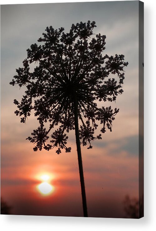 Queen Anne's Lace Acrylic Print featuring the photograph Queen Anne's Lace Silhouette by David T Wilkinson