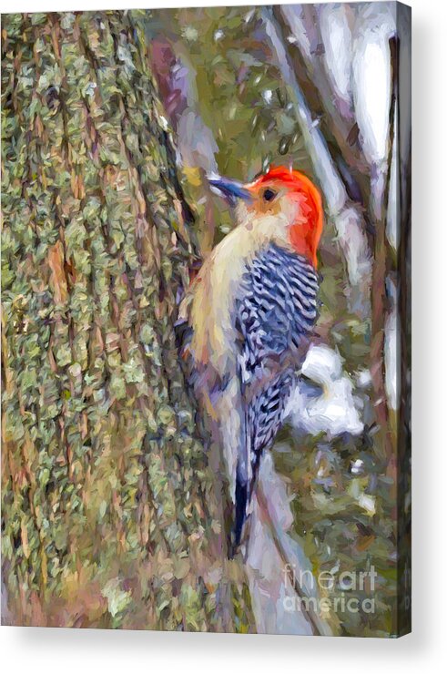 Red-bellied Woodpecker Acrylic Print featuring the photograph Red-bellied Woodpecker As The Snow Falls by Kerri Farley