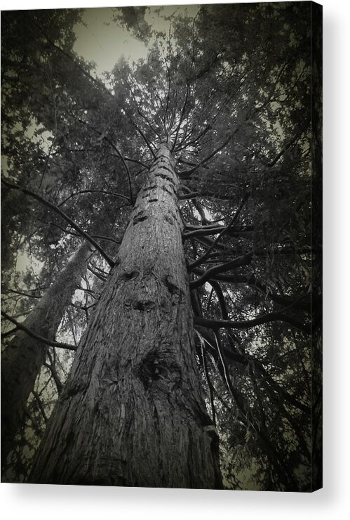 Redwood Tree Acrylic Print featuring the photograph Redwood Tree by Anne Thurston