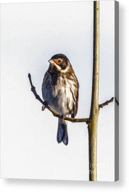 Reed Bunting Acrylic Print featuring the digital art Reed Bunting Emberiza schoeniclus by Liz Leyden