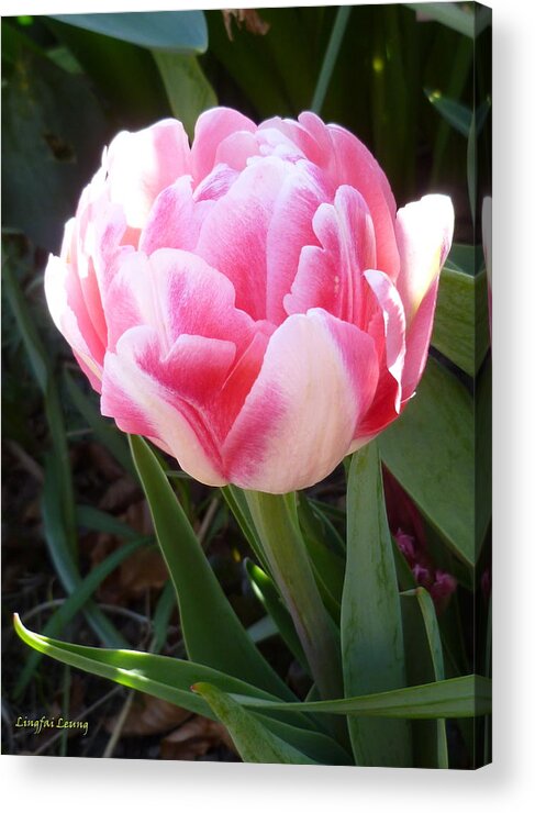 Floral Acrylic Print featuring the photograph Resplendent Cherry Pink Tulip by Lingfai Leung