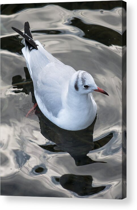 Seagull Acrylic Print featuring the photograph Seagull And Water Reflections by Andreas Berthold