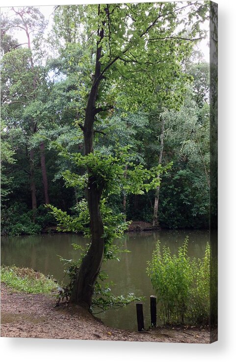 Trees Acrylic Print featuring the photograph Simply Beautiful by Kate Gibson Oswald