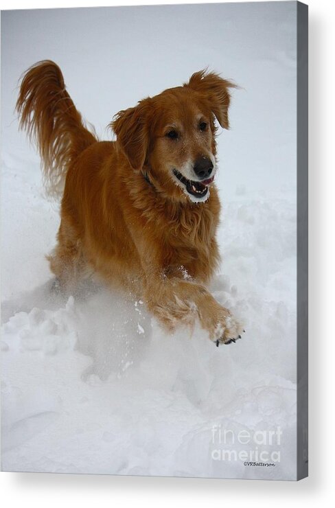 Dog Acrylic Print featuring the photograph Snow Day by Veronica Batterson