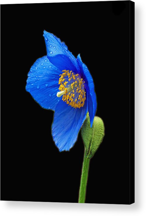 Blue Poppy Acrylic Print featuring the photograph So Blue by Jerry Cahill