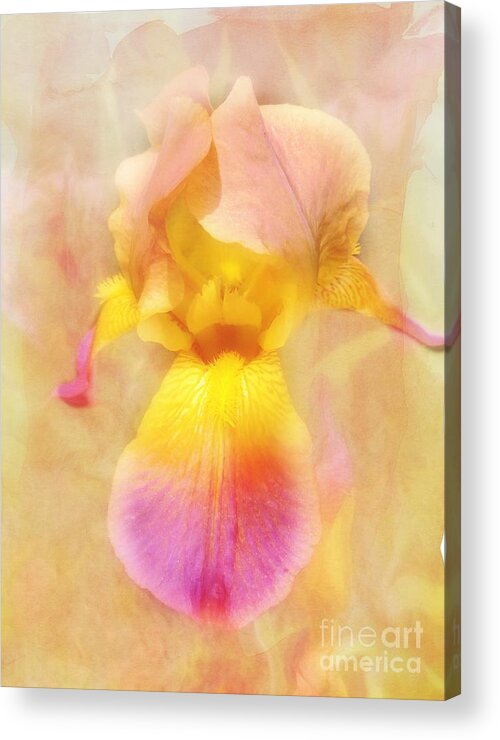 Beautiful Iris Acrylic Print featuring the photograph Soft Pink and Yellow Iris by Peggy Franz