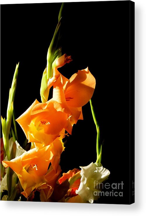 Flowers Acrylic Print featuring the photograph Sorry by Paul Foutz