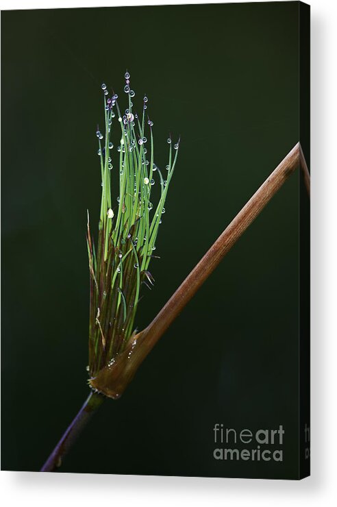 Festblues Acrylic Print featuring the photograph Spiritualism in Nature... by Nina Stavlund