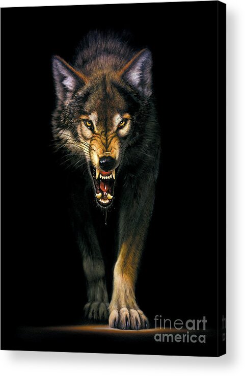 Animal Acrylic Print featuring the photograph Stalking Wolf by MGL Meiklejohn Graphics Licensing