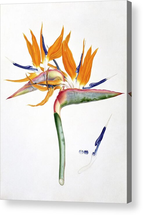 19th Century Acrylic Print featuring the photograph Strelitzia Reginae Flowers by Natural History Museum, London