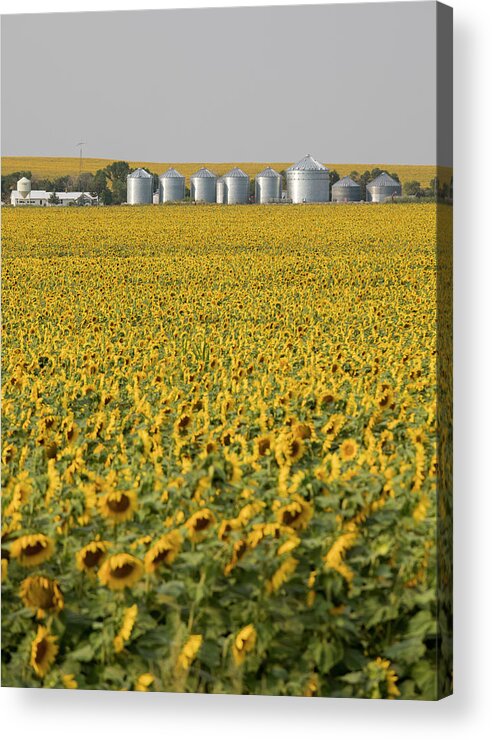 Nobody Acrylic Print featuring the photograph Sunflower Field by Jim West/science Photo Library