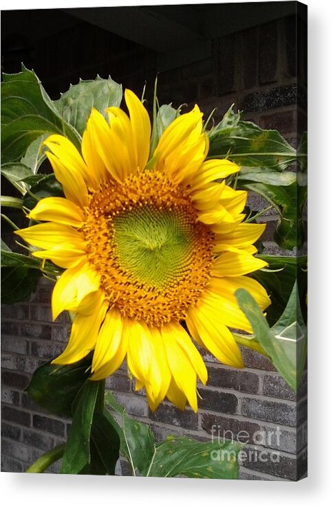 Giant Sunflower Acrylic Print featuring the photograph Sunflower by Susan Williams