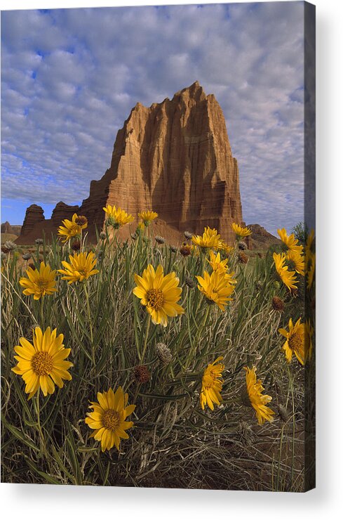 Feb0514 Acrylic Print featuring the photograph Temple Of The Sun With Sunflowers by Tim Fitzharris