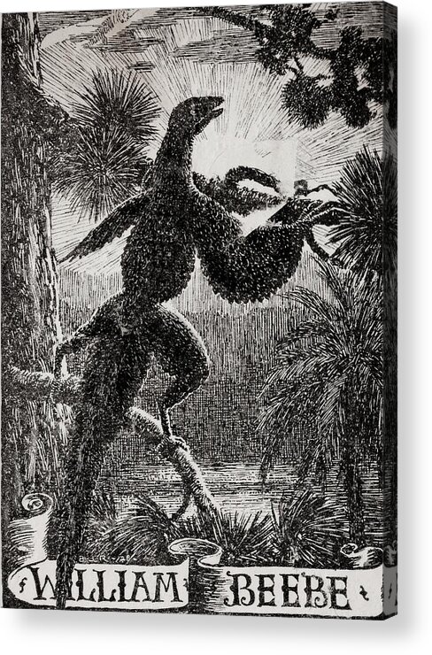 Dinosaur Acrylic Print featuring the photograph Tetrapteryx Feathered Dinosaur by Paul D Stewart