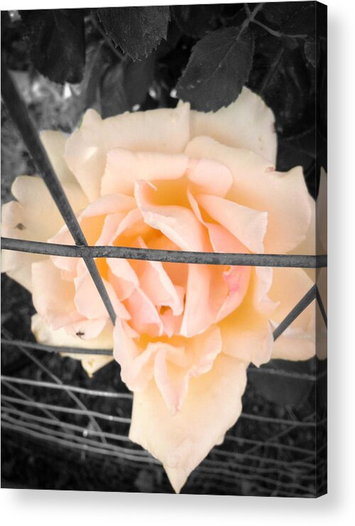 Black And White Acrylic Print featuring the photograph The Beautiful Rose by Alissa Hobaugh