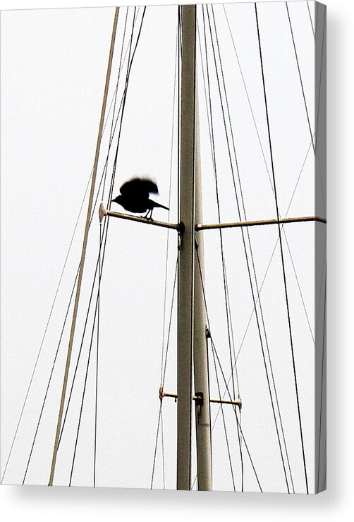 Crows Acrylic Print featuring the photograph The Crow Leaving The Absent Crows Nest by John King I I I