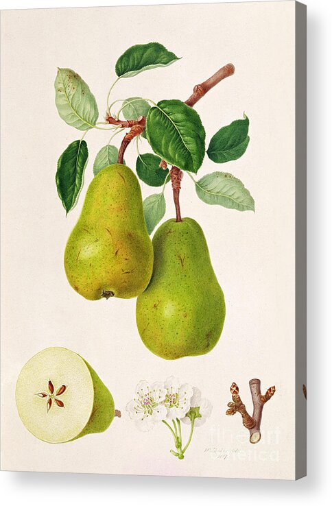 Pear Blossom; Pears; Leaves; Branch; Cross-section; Botanical Illustration Acrylic Print featuring the painting The D'Auch Pear by William Hooker