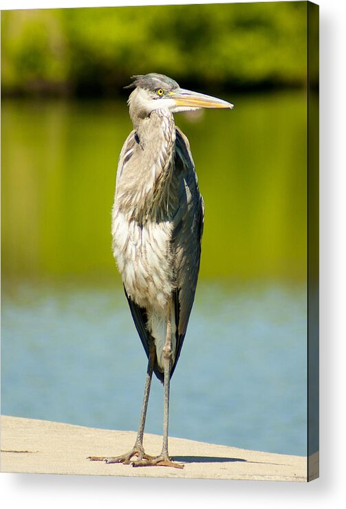 Great Blue Heron Acrylic Print featuring the photograph The Great Blue by M Three Photos