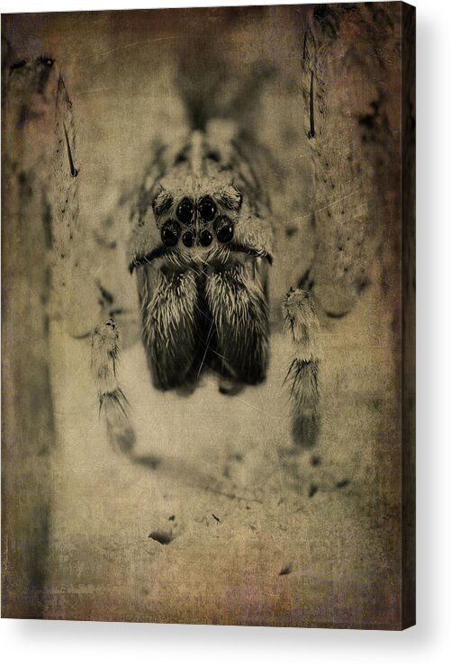 Spider Acrylic Print featuring the photograph The Spider Series XIII by Marco Oliveira