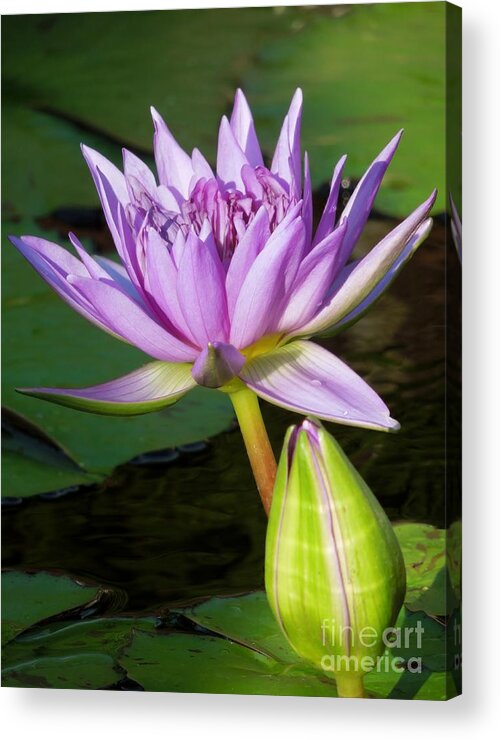 Water Lily Acrylic Print featuring the photograph Together by Chad and Stacey Hall