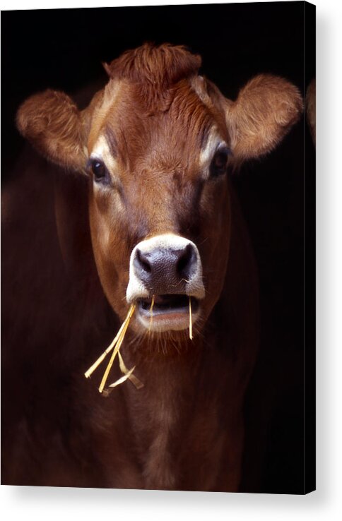 Touppe Acrylic Print featuring the photograph Toupee by Skip Willits