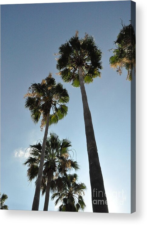 Palm Trees Acrylic Print featuring the photograph Towering Palms by John Black