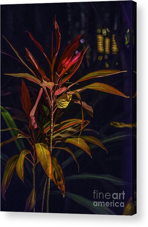 Cabo San Lucas Acrylic Print featuring the photograph Tropical Plant Abstract by Richard Mason