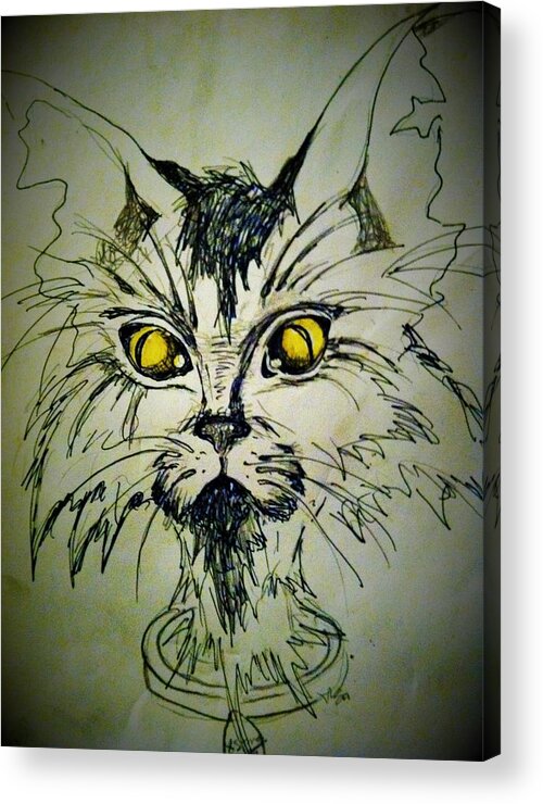 Stray Cat Acrylic Print featuring the drawing Tsimos Cat by Alexandria Weaselwise Busen