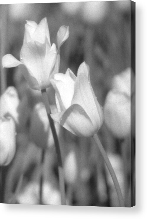 Tulip Acrylic Print featuring the photograph Tulips - Infrared 14 by Pamela Critchlow