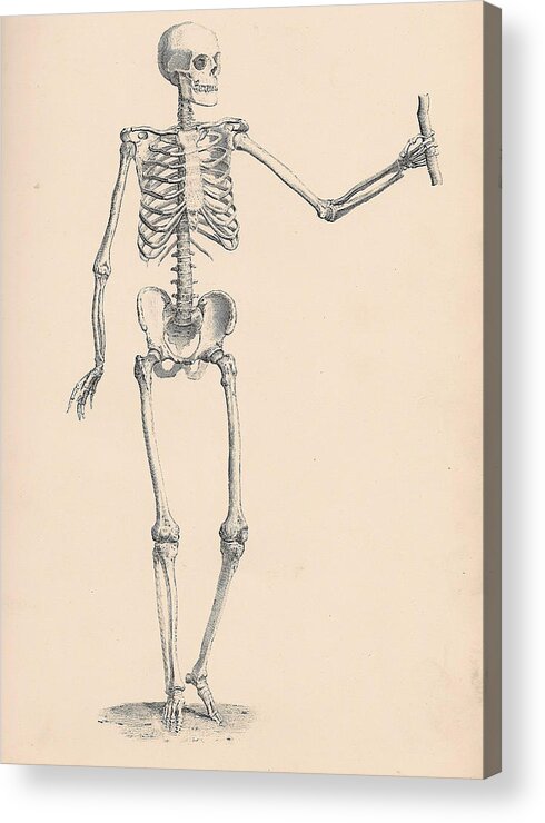 Vintage Acrylic Print featuring the digital art Vintage Skeleton by Georgia Clare