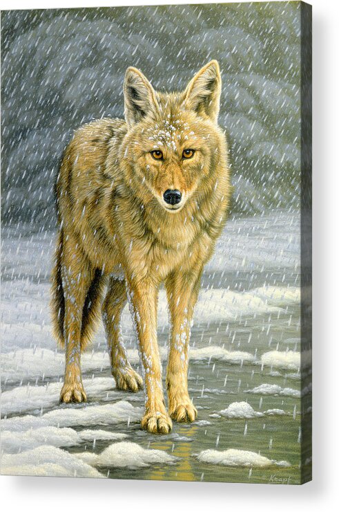 Wildlife Acrylic Print featuring the painting Wary Approach - coyote by Paul Krapf