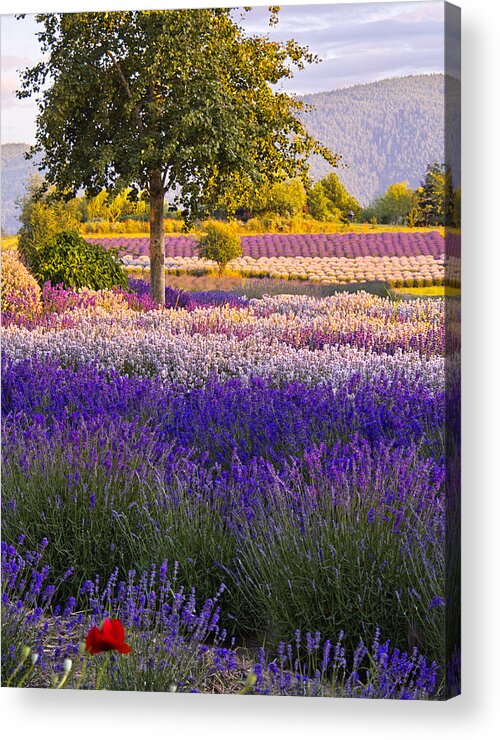 Lavender Purple Summer Sequim Acrylic Print featuring the photograph Waves of Lavender by Eggers Photography