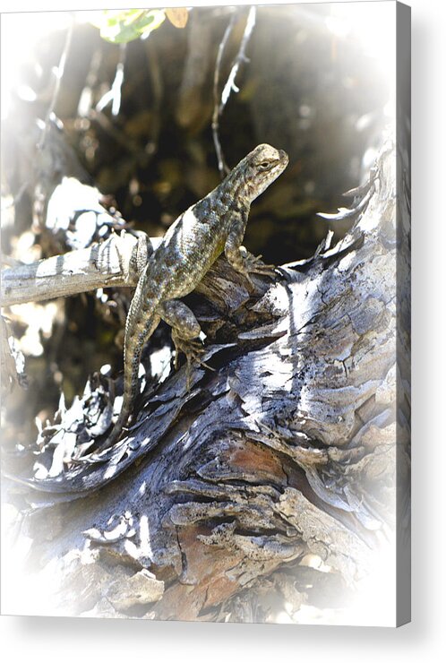 Lizard Acrylic Print featuring the photograph Western Fence Lizard aka Blue-Belly Lizard by Her Arts Desire