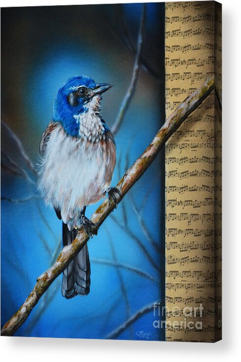 Western Scrub Jay Acrylic Print featuring the painting Western Scrub Jay by Lachri