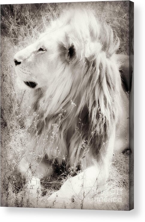 White Lion Acrylic Print featuring the photograph White Lion by Chris Scroggins