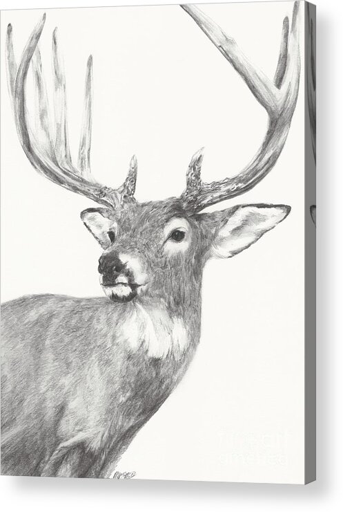 Deer Acrylic Print featuring the drawing White tailed Buck study by Meagan Visser