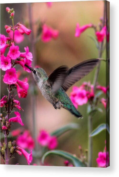 Hummingbird Acrylic Print featuring the photograph Wild thing by Tammy Espino