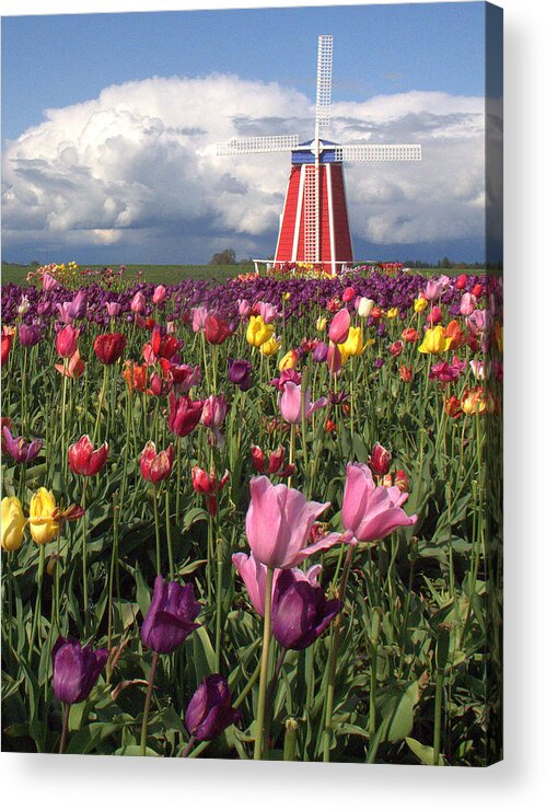 Windmill Acrylic Print featuring the photograph Windmill in the Tulips by Suzy Piatt