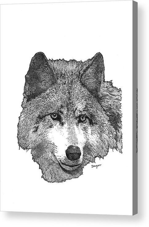 Pen Acrylic Print featuring the drawing Wolf 1 by David Doucot