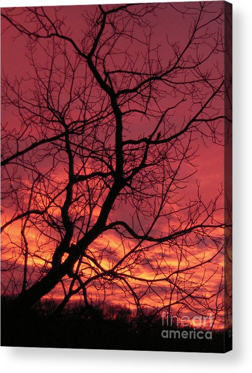 Tree Acrylic Print featuring the photograph November Sunset #1 by Chris Brewington Photography LLC