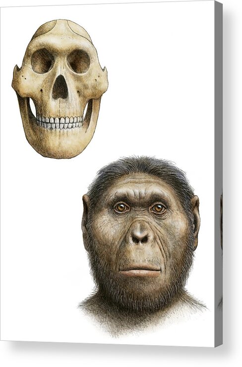 Australopithecus Robustus Acrylic Print featuring the photograph Paranthropus Robustus #1 by Mauricio Anton