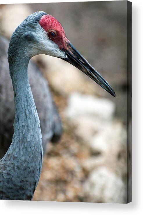 Crane Acrylic Print featuring the photograph Sandhill Crane #1 by Donna Proctor