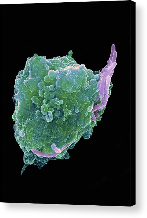 Mycobacterium Tuberculosis Acrylic Print featuring the photograph Bacteria Infecting A Macrophage, Sem #10 by 