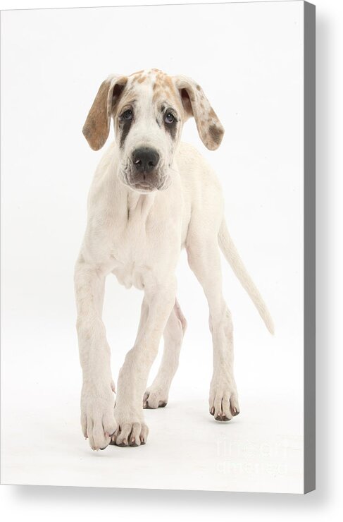 Nature Acrylic Print featuring the photograph Great Dane Pup #2 by Mark Taylor