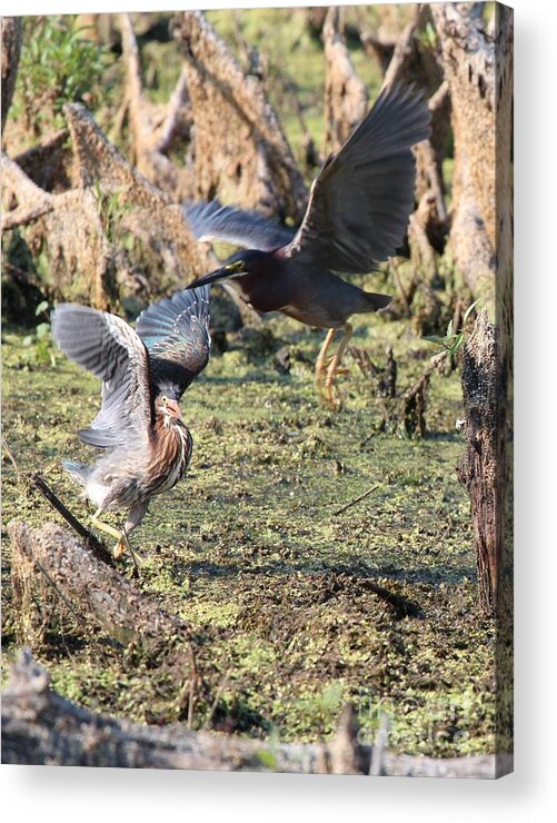 Nature Acrylic Print featuring the photograph Green Heron #37 by Jack R Brock