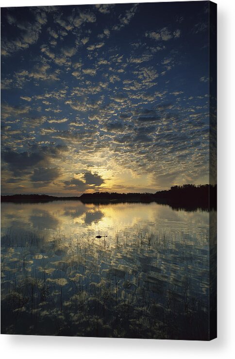 00175045 Acrylic Print featuring the photograph American Alligator In Nine Mile Pond by Tim Fitzharris
