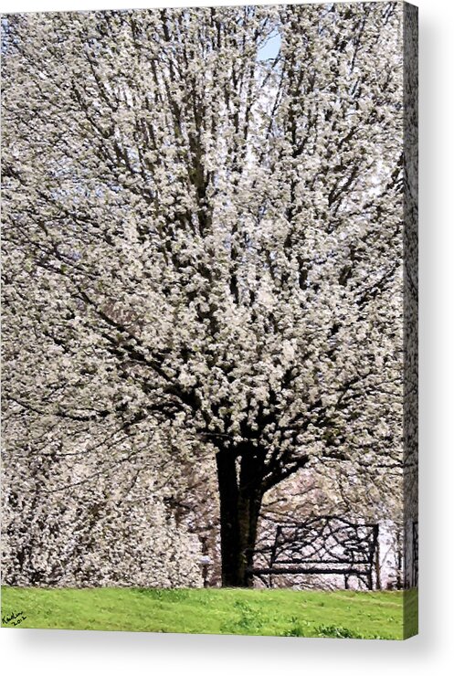 Bradford Pear Acrylic Print featuring the photograph An Explosion of White by Kristin Elmquist