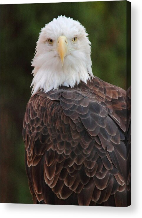 Bald Eagle Acrylic Print featuring the photograph Bald Eagle by Coby Cooper